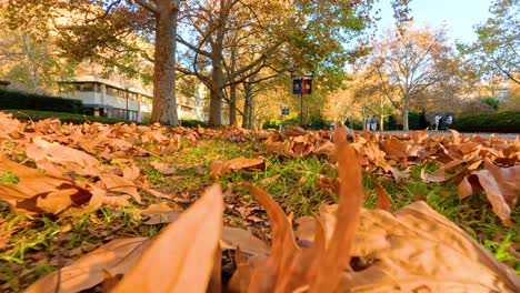 fallen autumn leaves cover a sunlit pathway, creating a serene and colorful outdoor scene