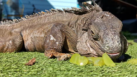 Closeup-of-a-big-Iguana-eating-green-grapes-and-looking-around,-sitting-on-green-grass,-static-shot