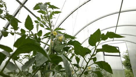 Young-tomatoes-in-greenhouse-field-in-Lithuania