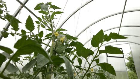 tomates jóvenes en campo de invernadero en lituania