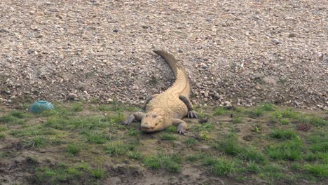 A-muggar-crocodile-lying-on-a-river-bank-in-the-Chitwan-National-Park