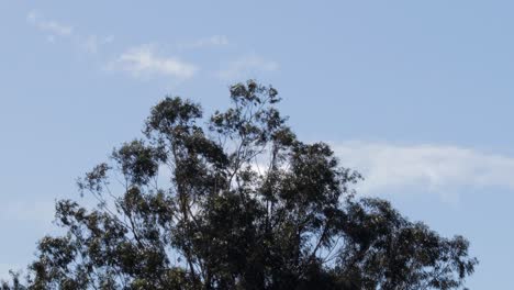 gum trees moving in wind