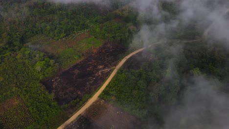 antena: deforestación de la selva tropical de la selva, tierra quemada para la tala y la agricultura