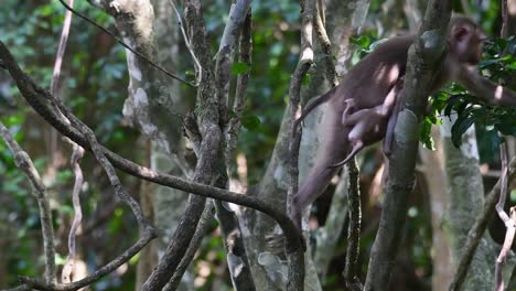 el macaco de cola de cerdo del norte es un primate que se encuentra comúnmente en el parque nacional de khao yai, aunque es una especie vulnerable