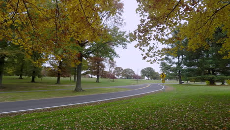 autumn looking down treee to the road