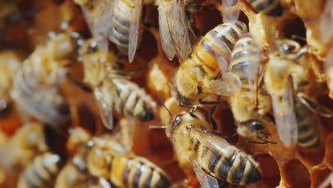 Leben-In-Einem-Bienenstock-Bienen-Arbeiten-An-Rahmen-Mit-Honigmakroaufnahme