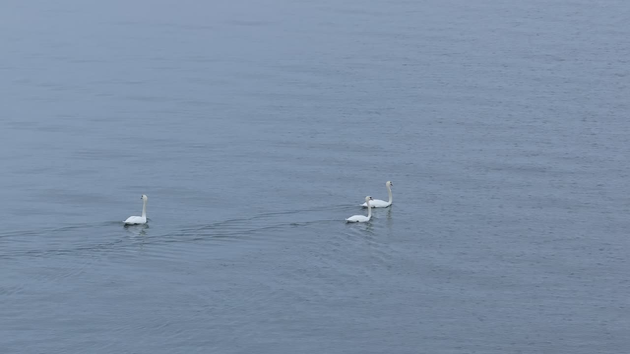 Three young mute swans swimming in line in Finnish archipelago.