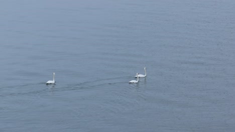 three young mute swans swimming in line in finnish archipelago.