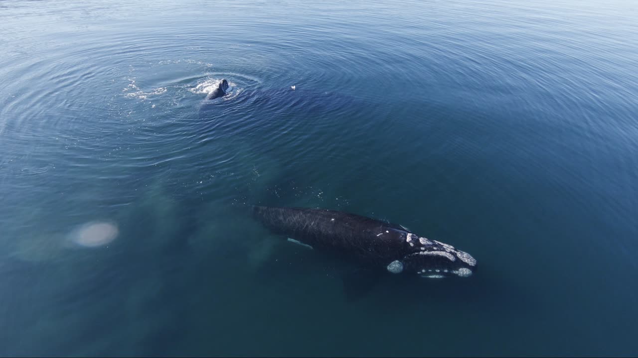 ballenas francas australes que soplan agua mientras descansan en la superficie del mar patagónico en argentina, sudamérica