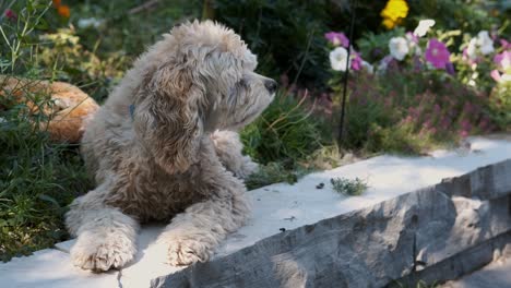 Blonde-Puppy-Dog-Pet-Sniffs-Fresh-Air-in-Colorful-Green-Flower-Garden,-Fixed-Medium-Wide-in-Soft-Focus
