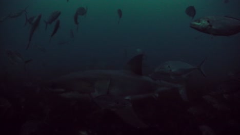 Great-White-Shark-Carcharodon-carcharias-Neptune-Islands-South-Australia-4k-slow-motion-50fps