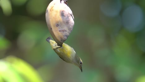 Comportamiento-De-La-Vida-Silvestre-Animal,-Pájaro-Pájaro-Carpintero-De-Vientre-Naranja-Boca-Abajo-Comiendo-Fruta