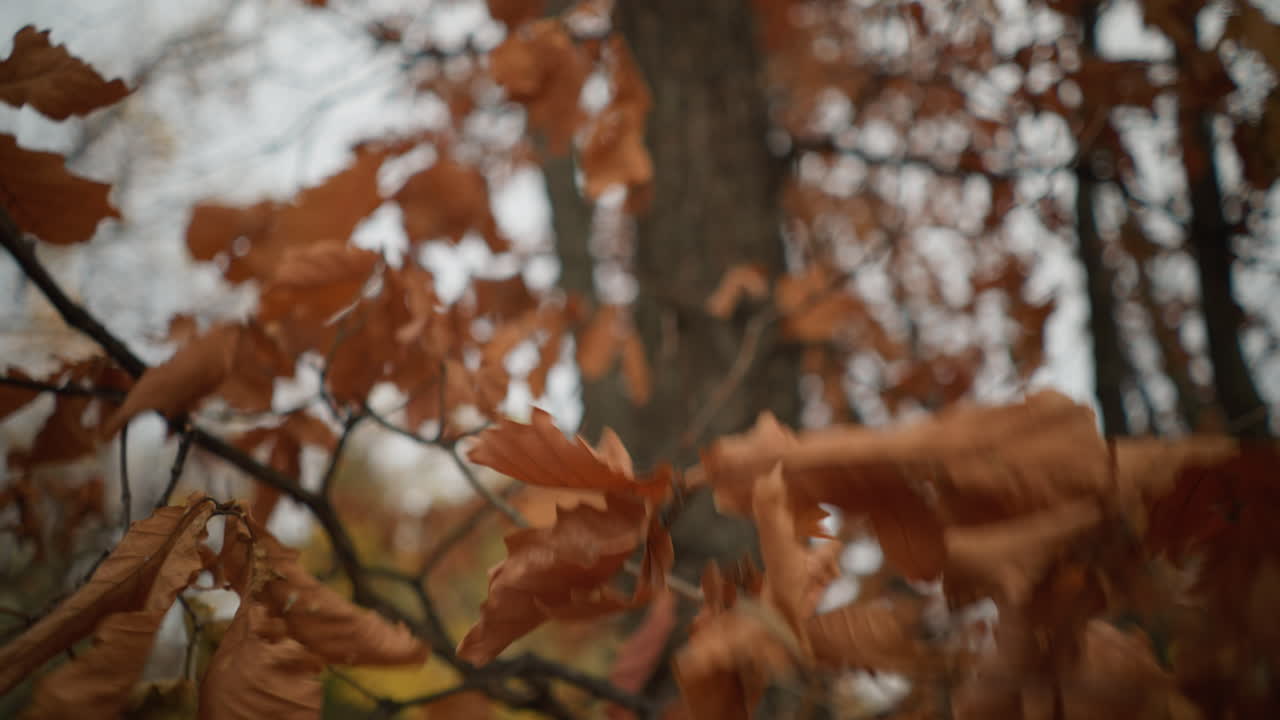 mano delicada alcanzando para tocar y arrancar una hoja seca de otoño de una rama de árbol en un bosque sereno, capturando la esencia del cambio estacional y la frágil belleza de la naturaleza en el otoño