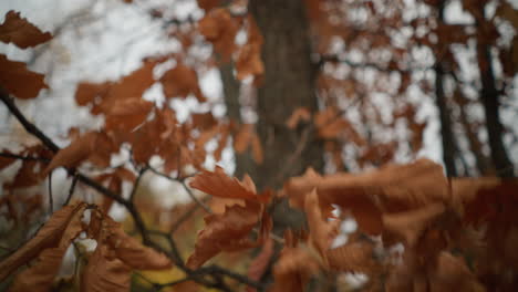 delicate hand reaching to touch and pluck a dry autumn leaf from a tree branch in a serene forest, capturing the essence of seasonal change and the fragile beauty of nature in fall