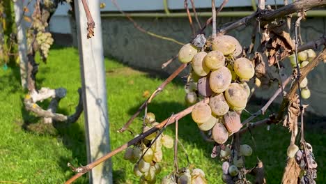 Sick-Grape-Bunch-Against-A-Stone-Wall,-handheld-shoot