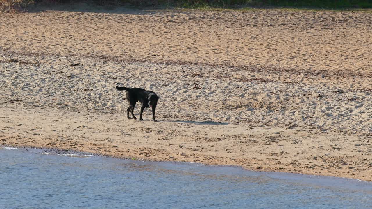 개 한 마리가 모래 해변을 따라 산책하고 있다