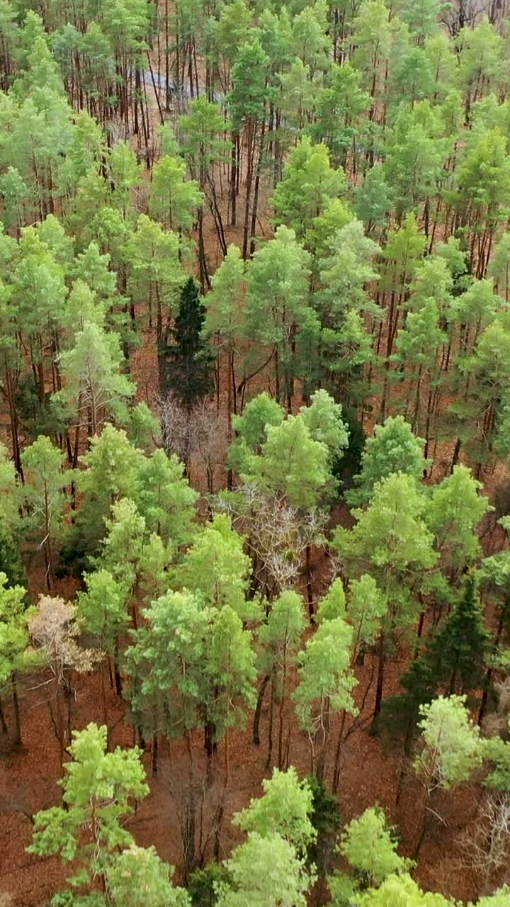 Autumn forest landscape drone footage. White birch trees without leaves among green pine trees. Vertical video