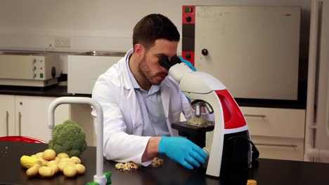 científico mirando a través del microscopio en una placa de petri