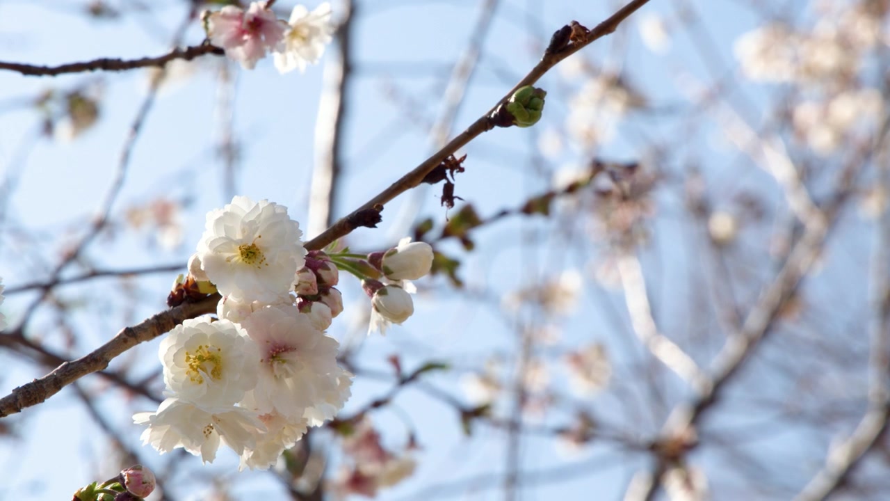 Close-up of white sakura flowers swaying on branches under bright spring sunlight in Tokyo, Japan.