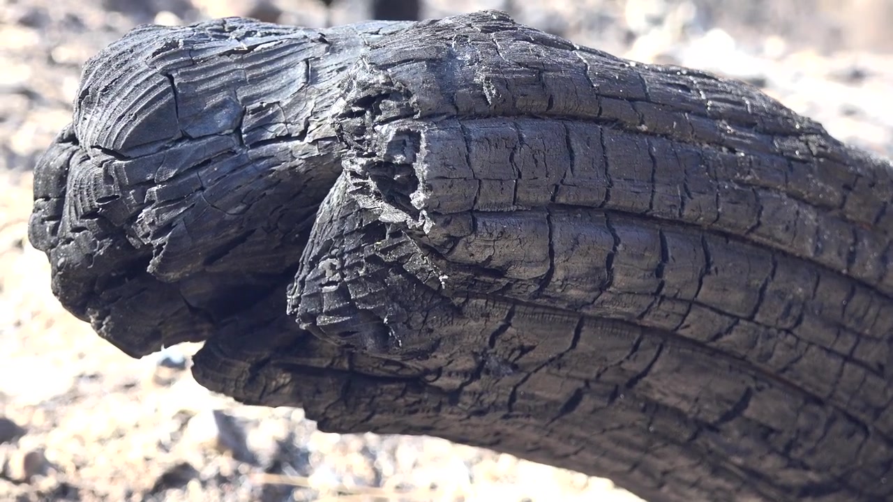 Tronco carbonizzato e cenere sul suolo della foresta dopo un incendio boschivo