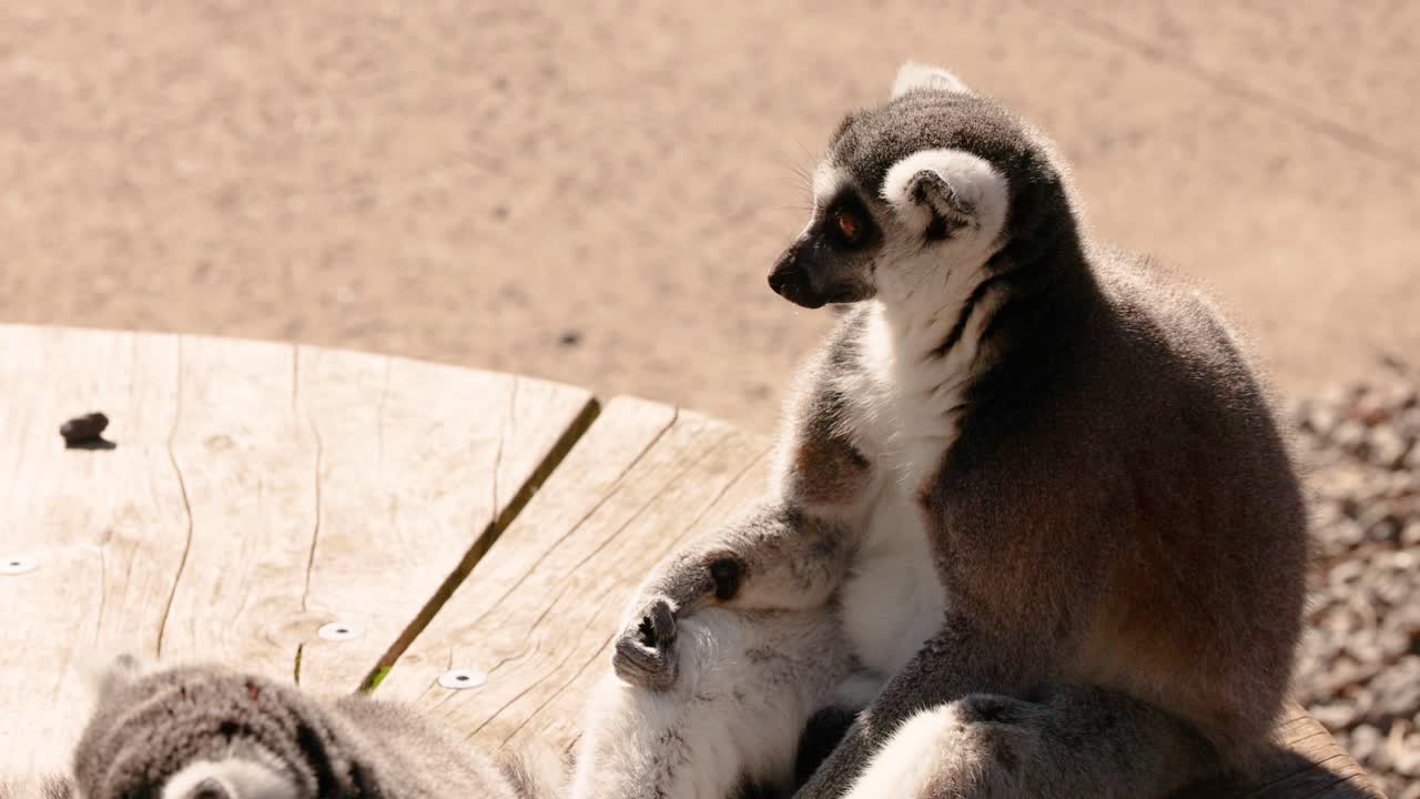 Lemuri su una piattaforma di legno