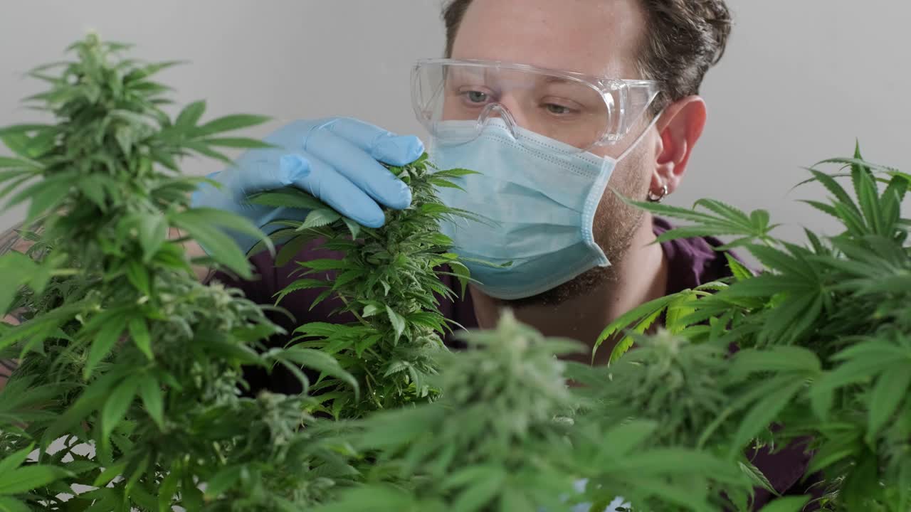 대마초 재배: 의학에 사용하기 위한 대마초 연구, 데이터 수집, 대마초 기름 연구, 마리화나 생산.