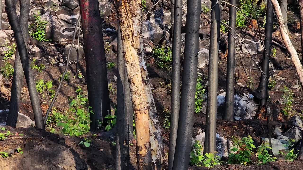 la nueva vida del árbol del arbusto de humo después de grandes incendios forestales