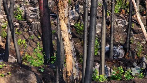 Das-Neue-Leben-Des-Rauchbuschbaums-Nach-Großen-Waldbränden