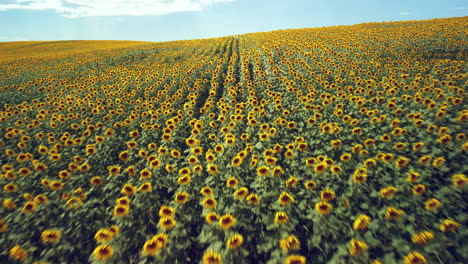 drone footage of a sunflower field shows rows of tall, yellow flowers swaying in the breeze
