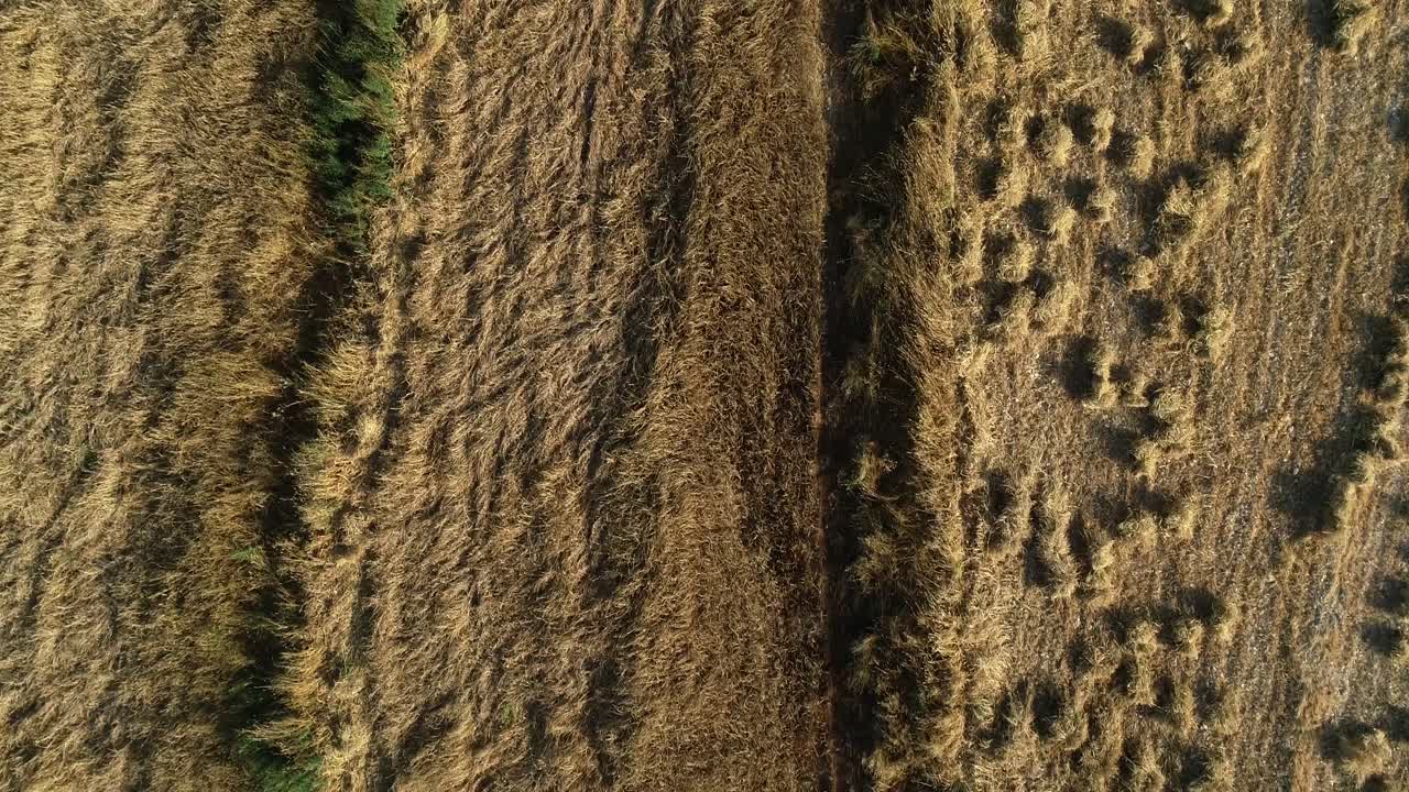 vista abstracta aérea de las tierras de cultivo de cultivos de trigo maduro en tierras de cultivo y campos rurales dorados, directamente sobre el descenso de drones
