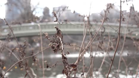 leaves blowing in the wind hd