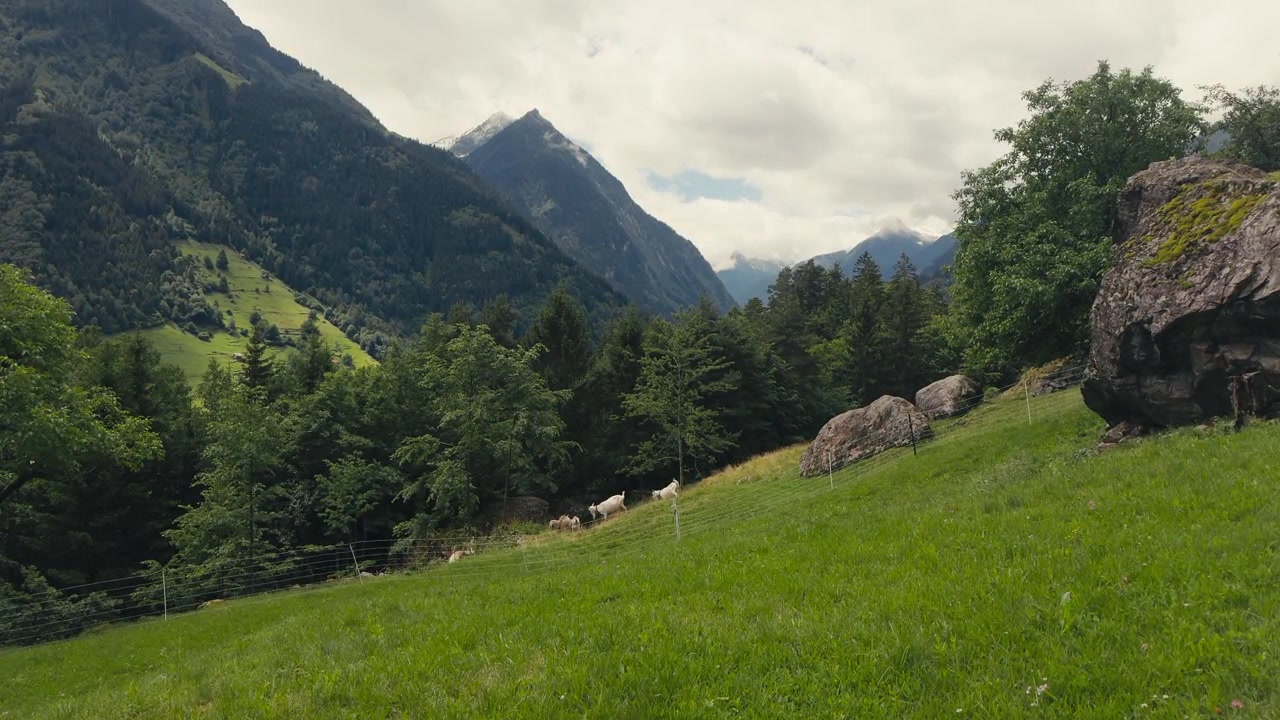 Fjellgeiter streifer og beiter på en naturskjønn alpebeite omringet av de majestetiske sveitsiske Alpene. En fredelig dyrelivs- og naturscene som viser tradisjonelle fjellandskap