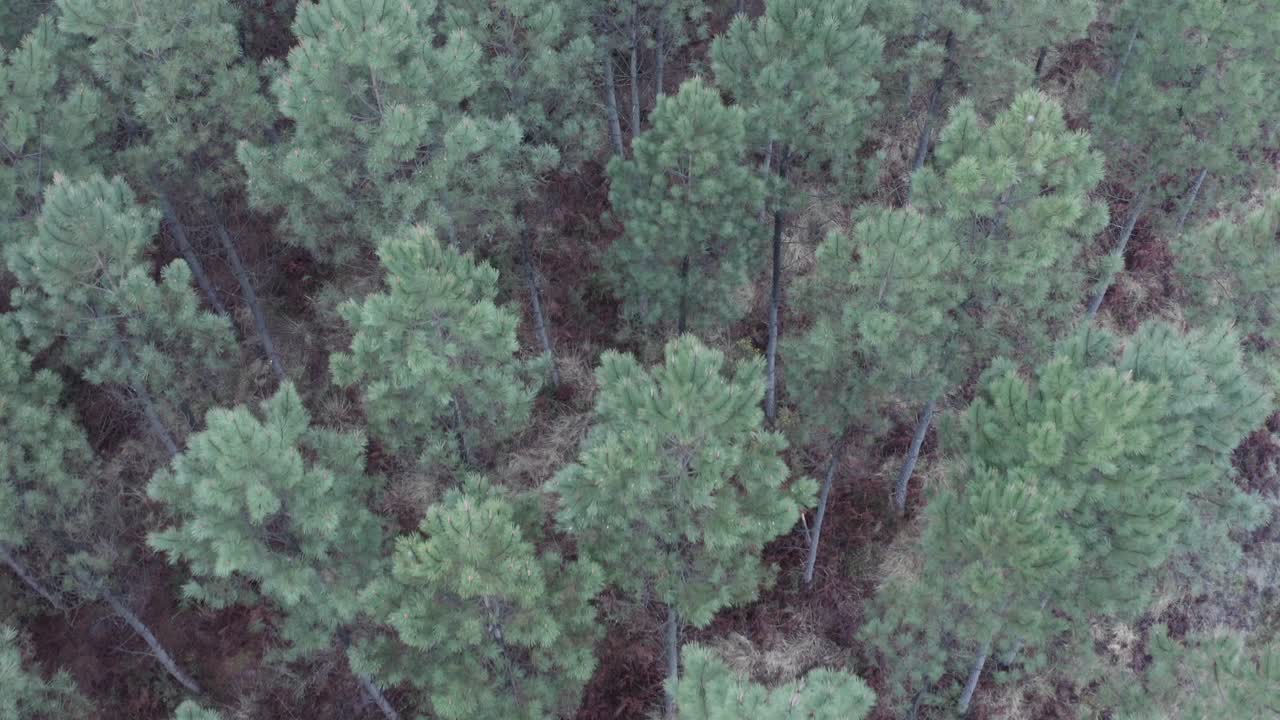 Pine forest and undergrowth. Aerial top-down forward