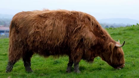 Große-Hochlandrinder-Mit-Großen-Hörnern-Und-Zotteligem-Fell-Auf-Der-Grünen-Wiese-In-Der-Ländlichen-Gegend