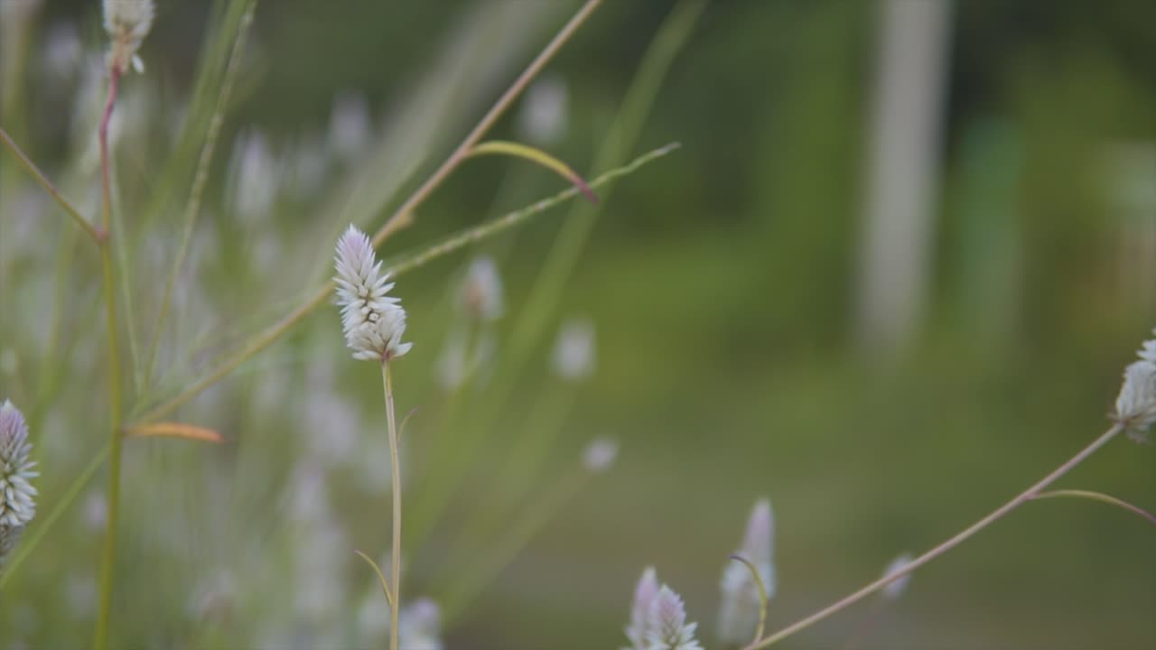 천연 배경을 가진 셀로시아 아르젠테아 꽃