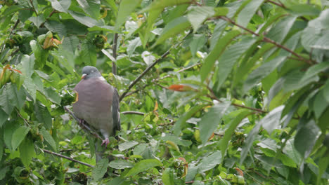 Wild-wood-pigeon-sitting-perched-high-up-in-a-sycamore-tree-in-the-UK-countryside