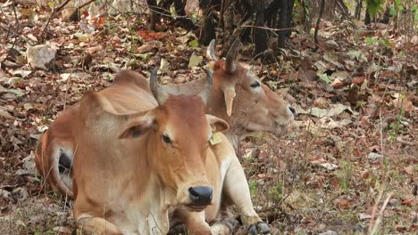 Hermosas-Dos-Vacas-Relajándose-En-El-área-Del-Bosque