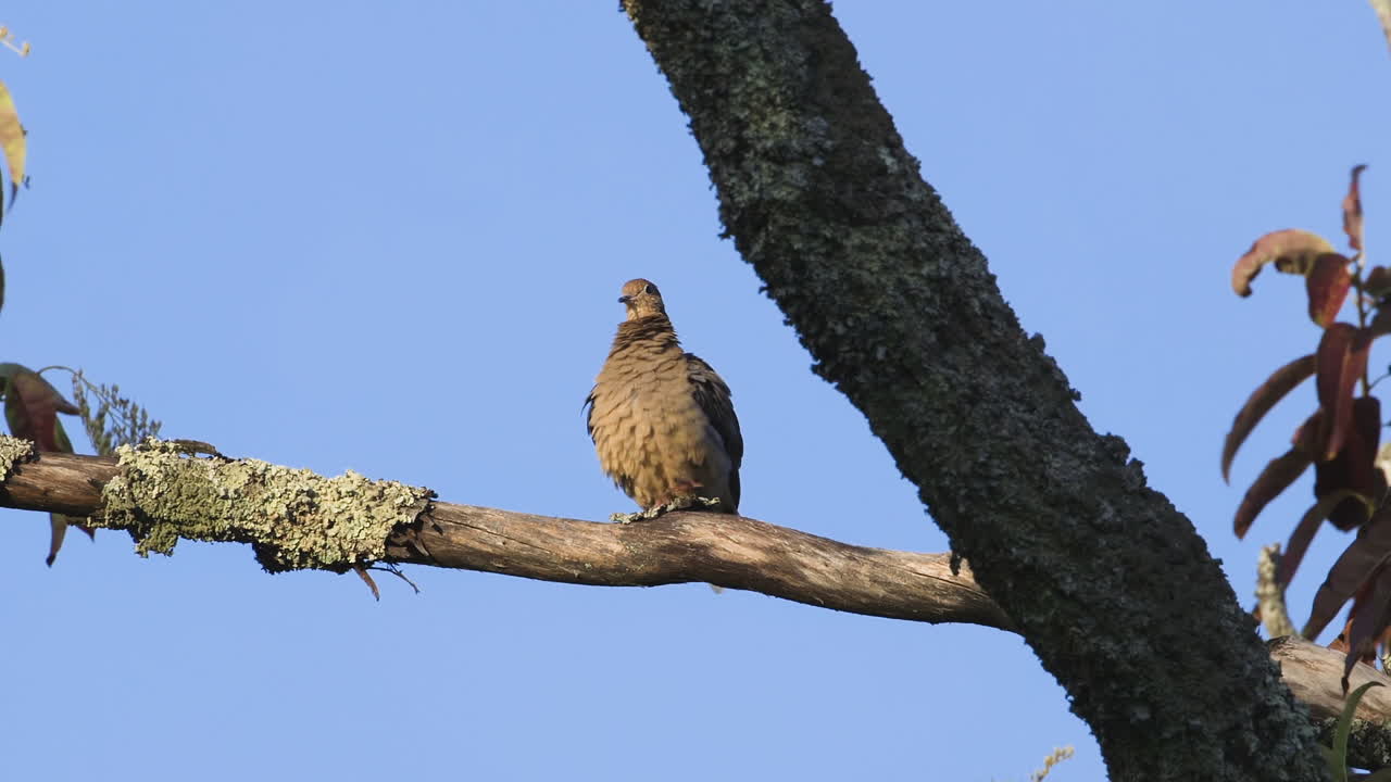una paloma de luto acicalándose y mirando alrededor en una rama grande