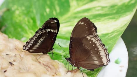 two butterflies rash on stack of food and leaves