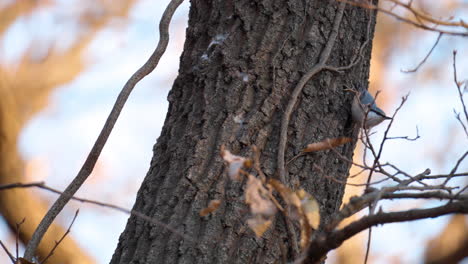 Red-breasted-nuthatch-foraging-on-tree-trun-in-Autumn-Forest