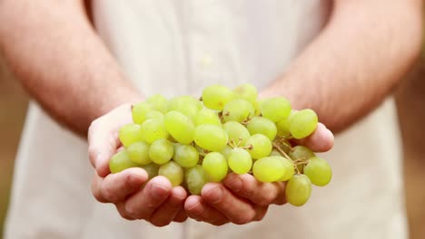 un viticultor sonriente que presenta uvas verdes