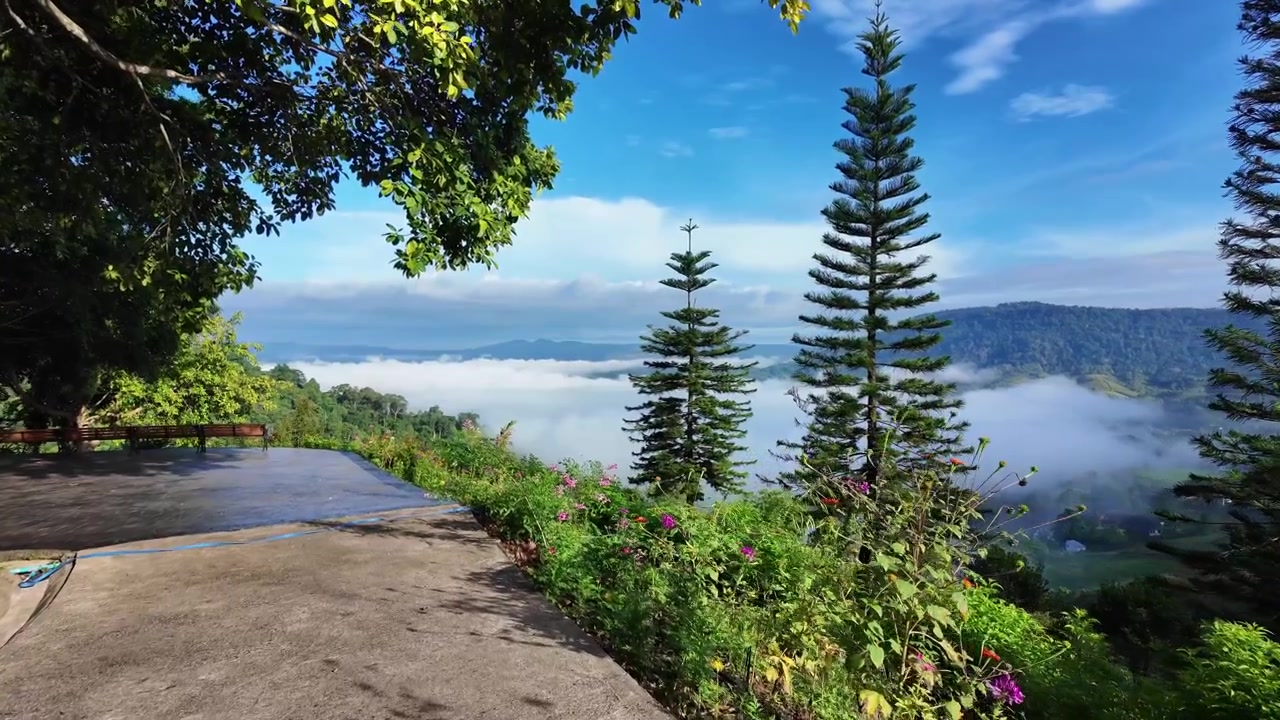 Smuk morgenudsigt fra en haveterrassegang i Phetchabun, med høje fyrretræer og farverige blomster med udsigt over et tykt hvidt tågehav, der dækker bjergdalen nedenfor