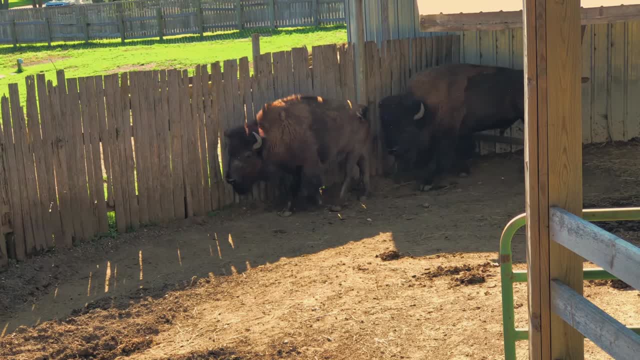 A wide shot shows two bison standing in a fenced enclosure with a rural setting, including a wooden fence and grassy fields in the background.