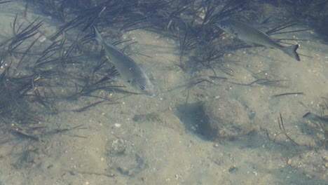 fish glide through clear water over sandy seabed.