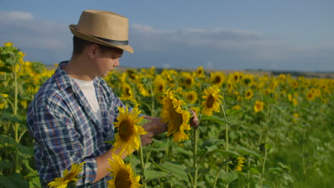 El-Granjero-Mira-Y-Toca-Los-Girasoles.-Disfruta-Del-Buen-Clima-En-El-Campo-De-Girasoles.-Hermoso-Día-En-La-Naturaleza.