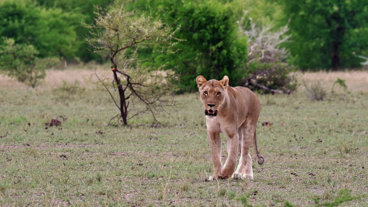 een leeuwin die langzaam over het grasland loopt in nxai pan in botswana - medium shot