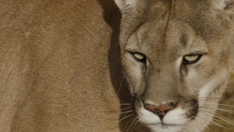 Cougar-stalking-prey-in-slow-motion-in-an-arid-desert-climate---In-the-style-of-a-Nature-Documentary