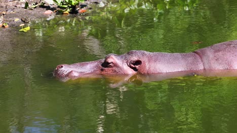 hippopotamus leisurely swims in green water