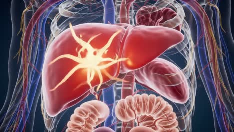 detailed comparison of human liver structures in a dynamic visualization highlighting changes and interactions with other organs in the body's circulatory system