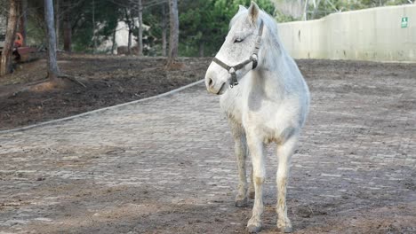 white horse on a farm